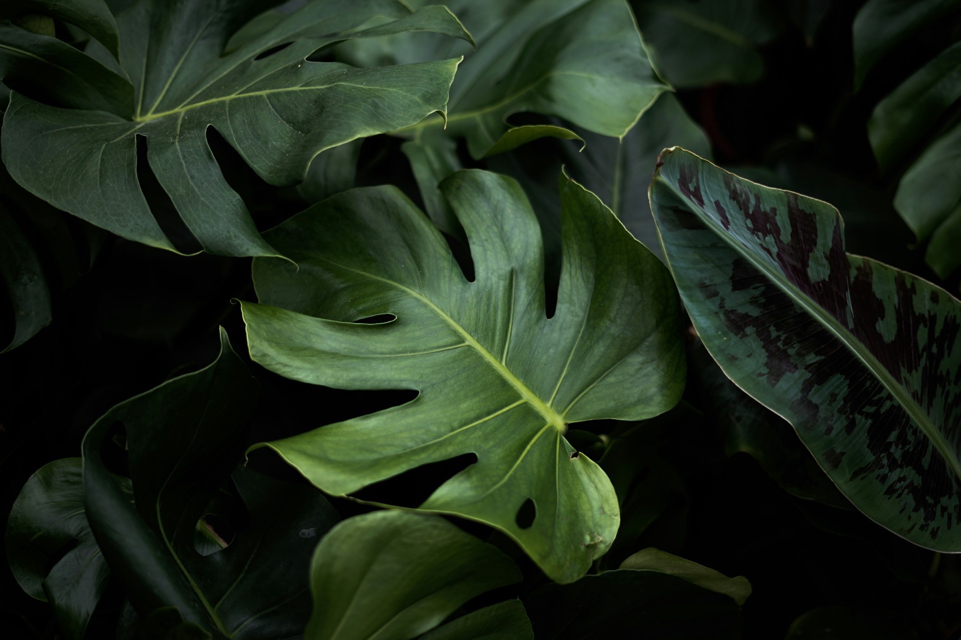 Botanical workspace design background